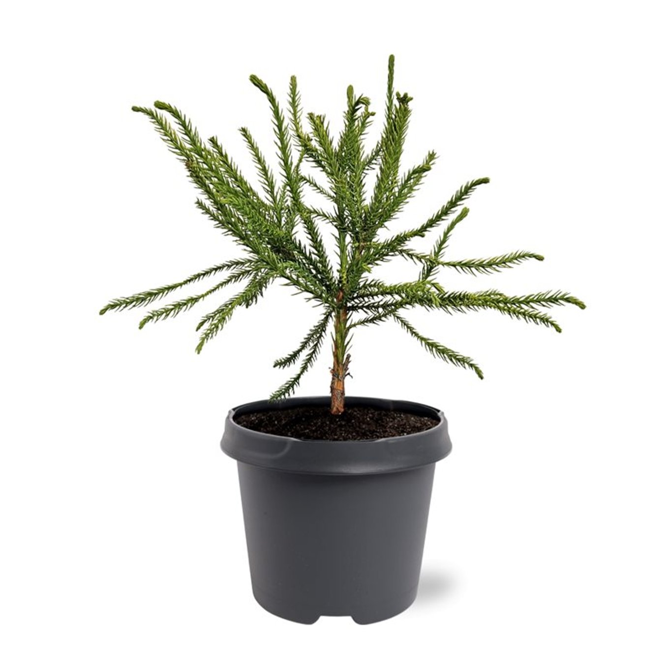 Горшечные цветы и растения оптом Cryptomeria Jap Dacrydioides от 1шт из Голландии с доставкой по России