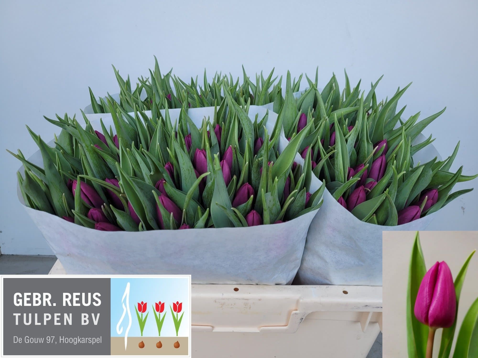 Срезанные цветы оптом Tulipa si purple prince от 150шт из Голландии с доставкой по России