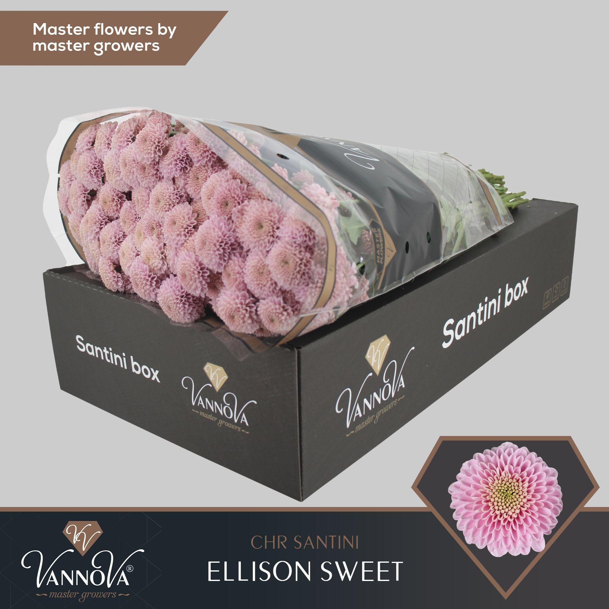 Срезанные цветы оптом Chrys sa ellison sweet от 25шт из Голландии с доставкой по России