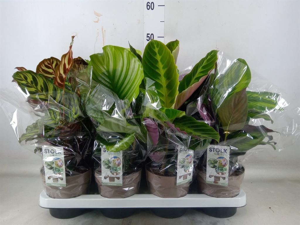 Горшечные цветы и растения оптом Calathea   ...mix 4 от 8шт из Голландии с доставкой по России
