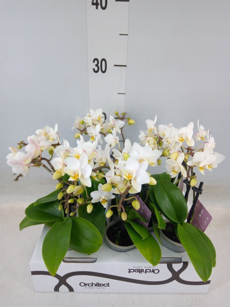 Горшечные цветы и растения оптом Phalaenopsis   ...mini от 8шт (для телеги) из Голландии с доставкой по России