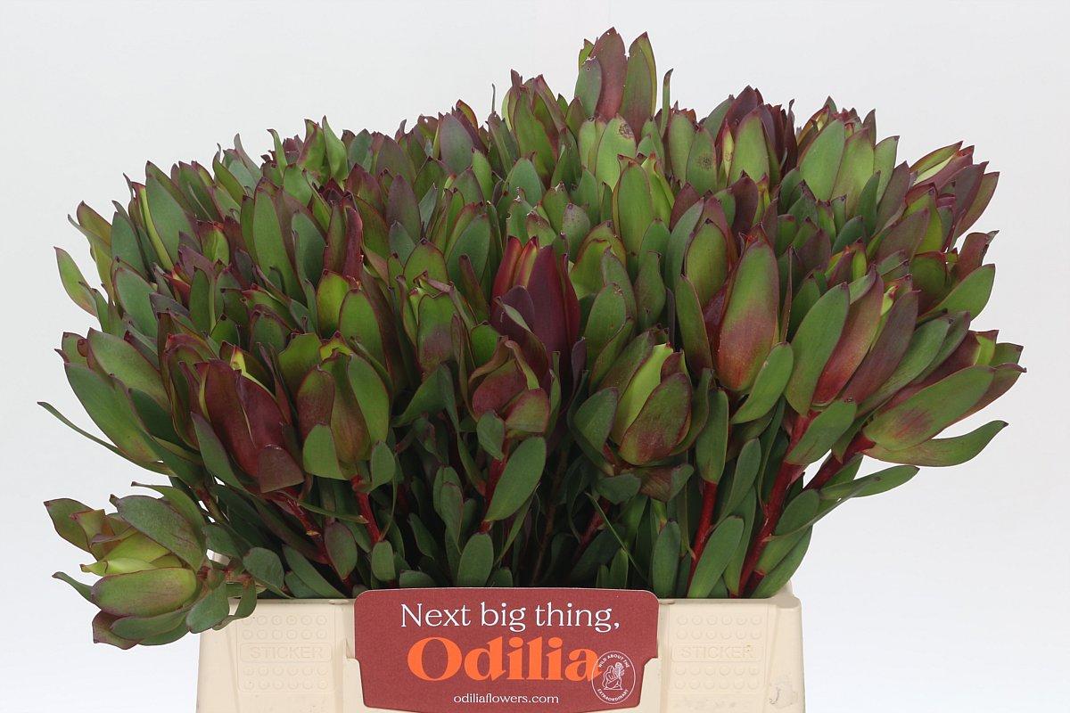 Срезанные цветы оптом Leucadendron senorita от 80шт из Голландии с доставкой по России