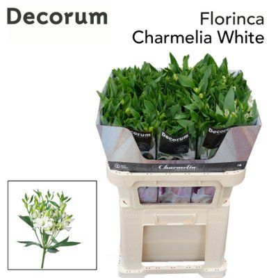 Срезанные цветы оптом Alstroemeria fl charmelia white от 60шт из Голландии с доставкой по России