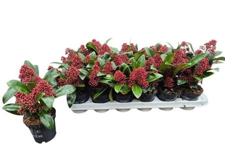 Горшечные цветы и растения оптом Skim J Rubella 1+ от 18шт (для телеги) из Голландии с доставкой по России