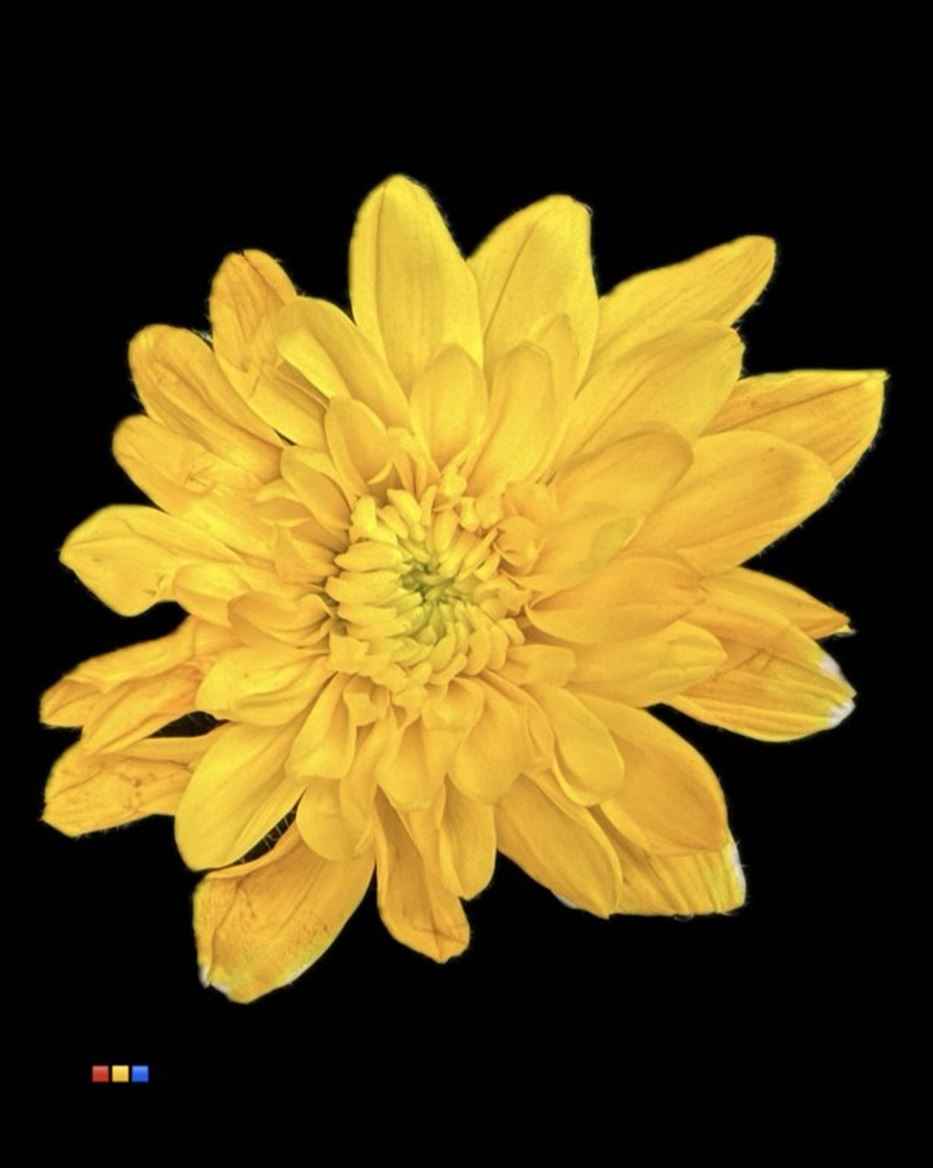 Срезанные цветы оптом Chrys sp paint baltica yellow от 60шт из Голландии с доставкой по России