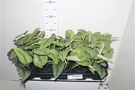 Горшечные цветы и растения оптом Scindapsus Pictus Trebie от 10шт из Голландии с доставкой по России