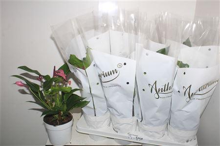 Горшечные цветы и растения оптом Anthu An Gem 4 Kl 4+ * Spring Deal * от 8шт' из Голландии с доставкой по России