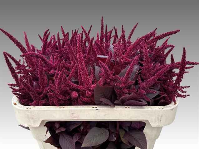 Срезанные цветы оптом Amaranthus cruen velvet от 100шт из Голландии с доставкой по России