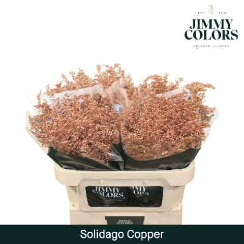 Срезанные цветы оптом Solidago paint copper от 25шт из Голландии с доставкой по России
