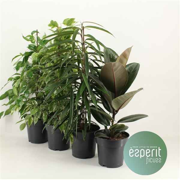 Горшечные цветы и растения оптом Ficus Mix 3-4 Srt ( Esperit) от 6шт из Голландии с доставкой по России