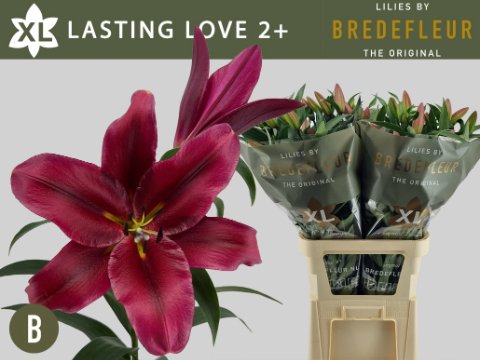 Срезанные цветы оптом Lilium or lasting love от 40шт из Голландии с доставкой по России