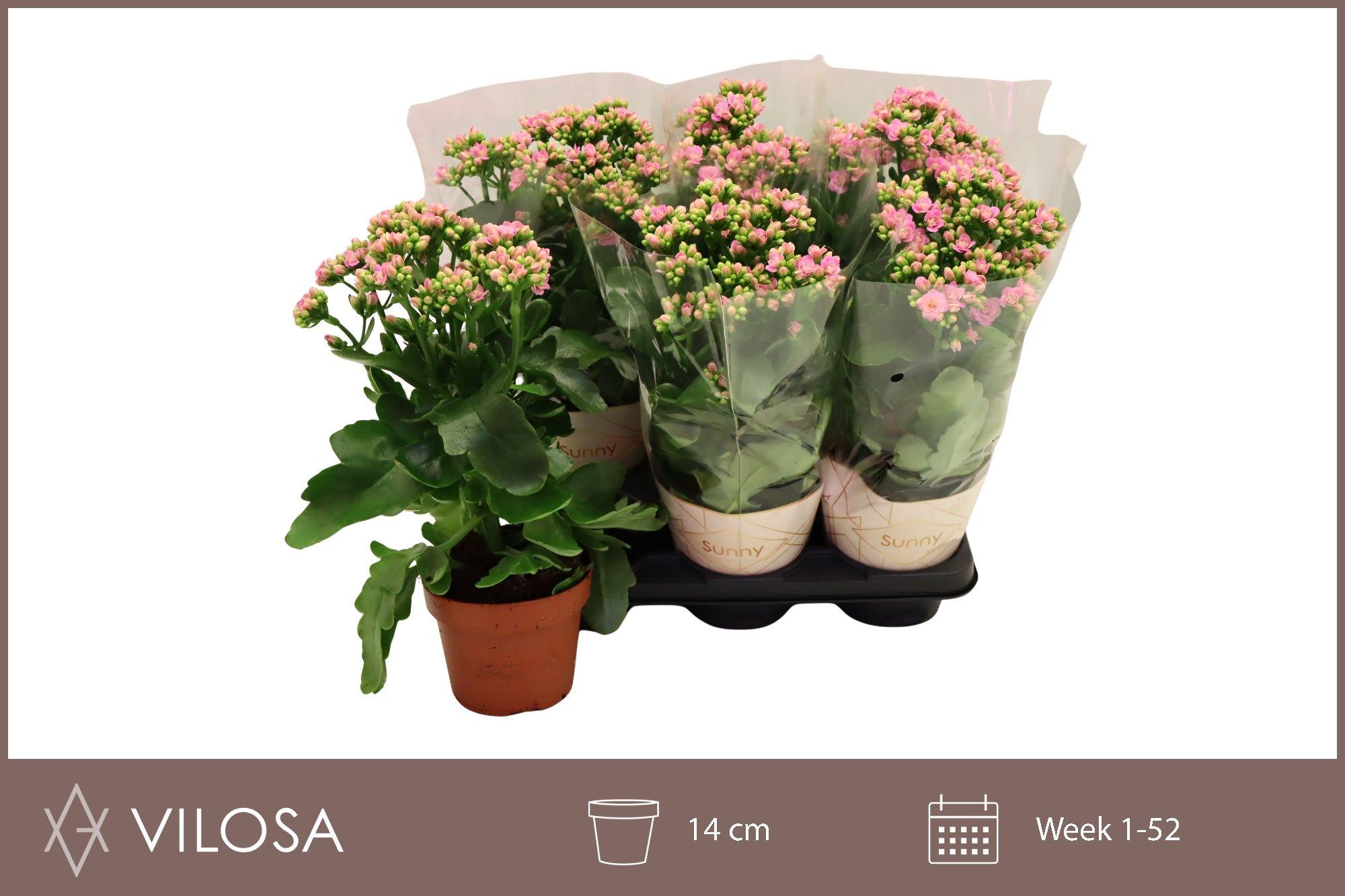 Горшечные цветы и растения оптом Kal Ge Rf Gracf Pink от 6шт из Голландии с доставкой по России