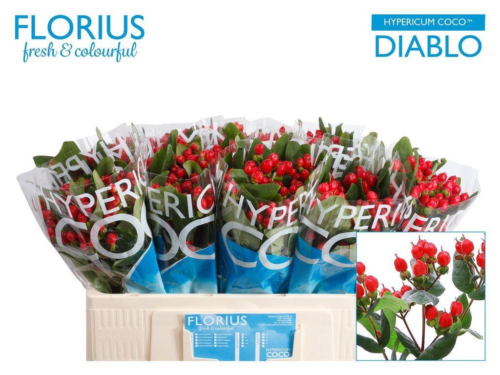 Срезанные цветы оптом Hypericum coco diablo от 80шт из Голландии с доставкой по России