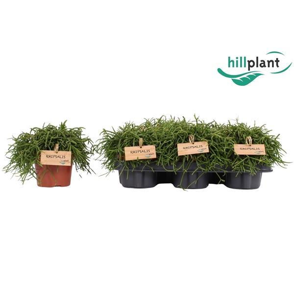 Горшечные цветы и растения оптом Rhipsalis Oasis от 6шт из Голландии с доставкой по России