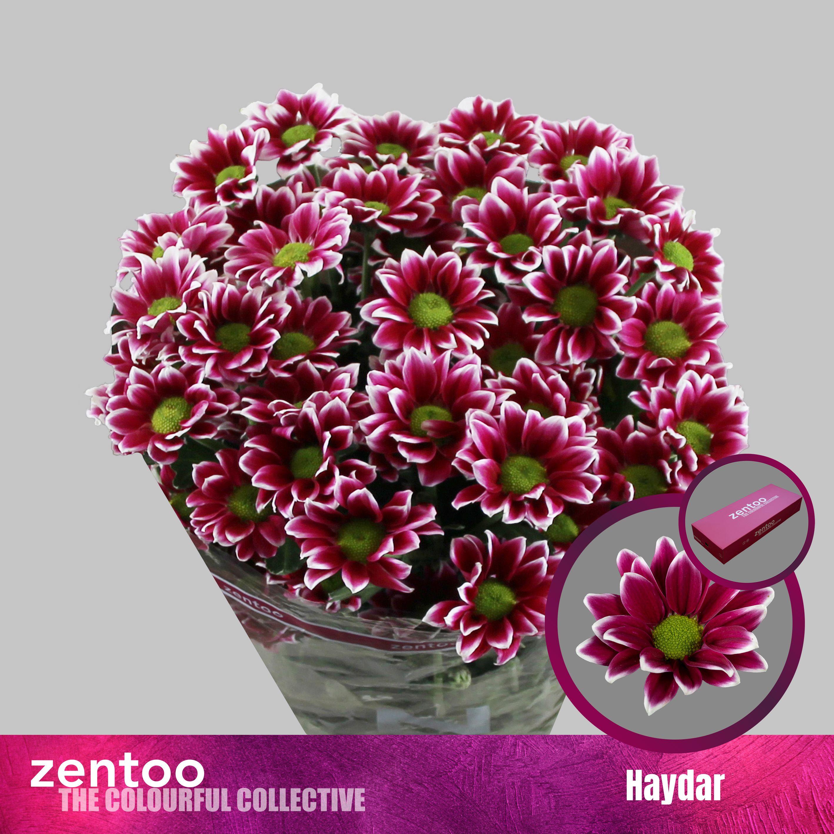 Срезанные цветы оптом Chrys sp haydar от 80шт. из Голландии с доставкой по России