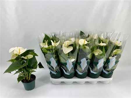 Горшечные цветы и растения оптом Anthu A Samora 5-7++ от 10шт из Голландии с доставкой по России