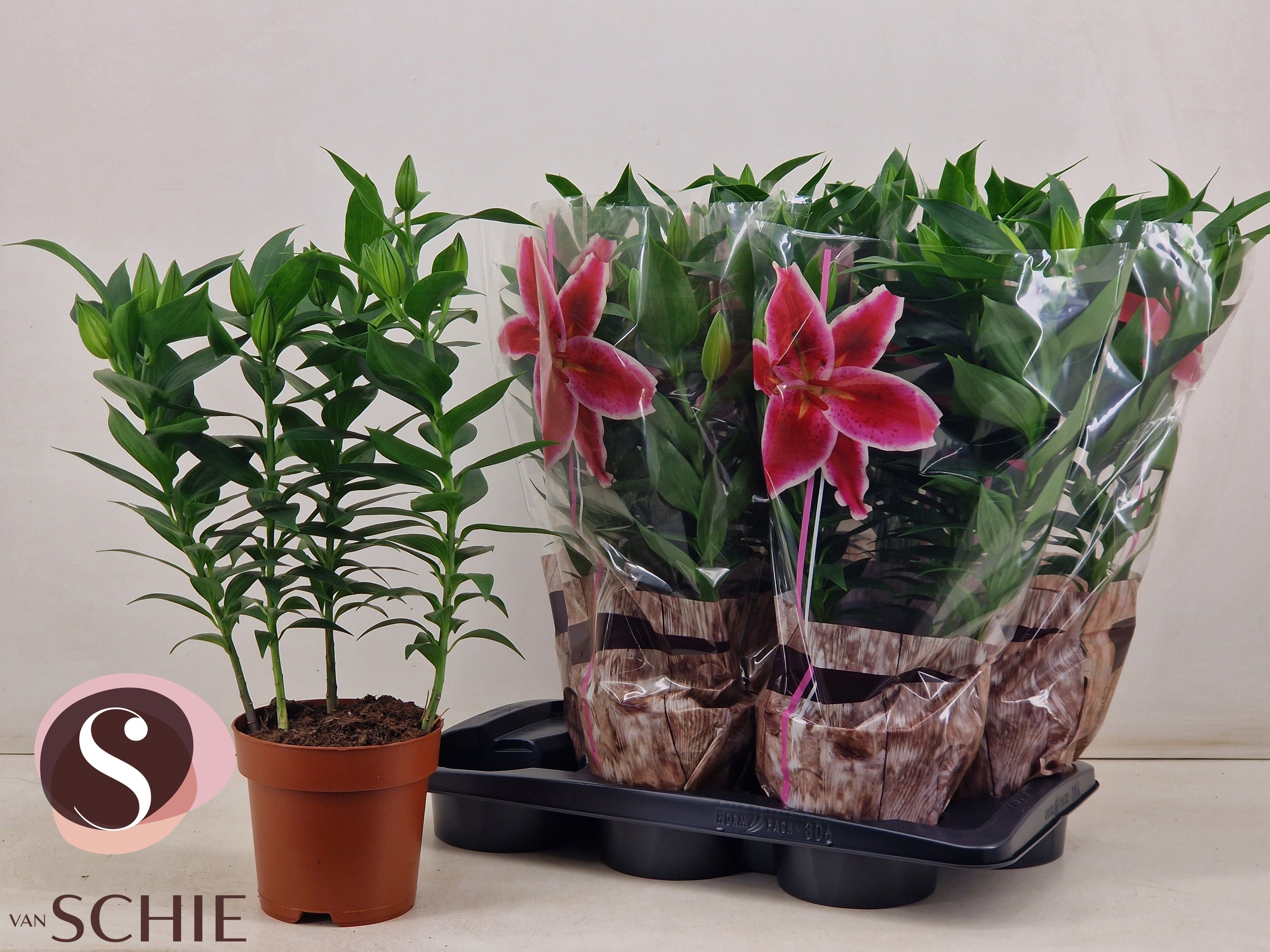 Горшечные цветы и растения оптом Lil Or Magny Cours от 6шт из Голландии с доставкой по России