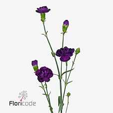 Срезанные цветы оптом Dianthus sp florigene moonvelvet от 100шт из Голландии с доставкой по России