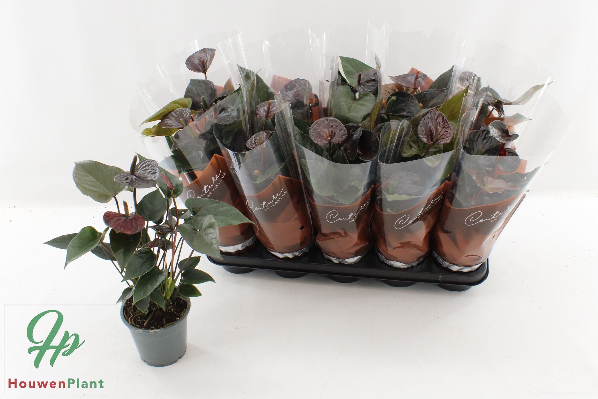 Горшечные цветы и растения оптом Anthu Black Love от 10шт из Голландии с доставкой по России