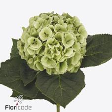 Срезанные цветы оптом Hydrangea my beautiful matcha classic от 10шт из Голландии с доставкой по России