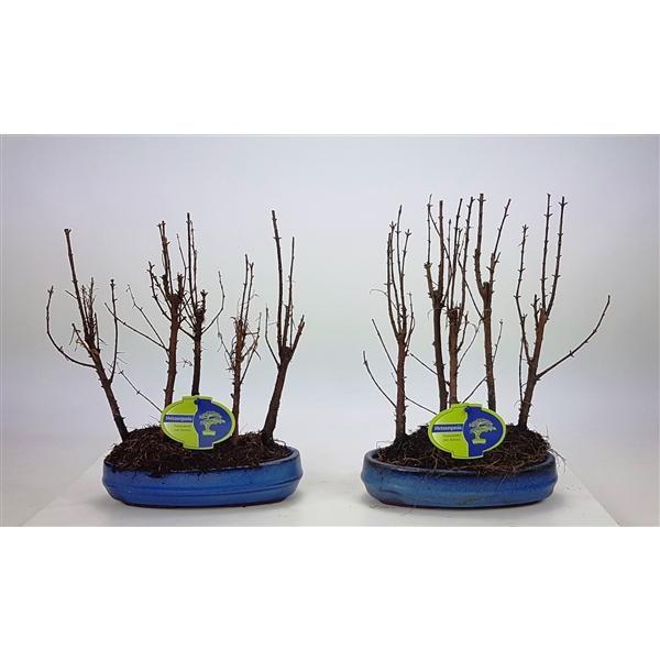 Горшечные цветы и растения оптом Bonsai Metasequoia Glyptostroboides, от 5шт из Голландии с доставкой по России