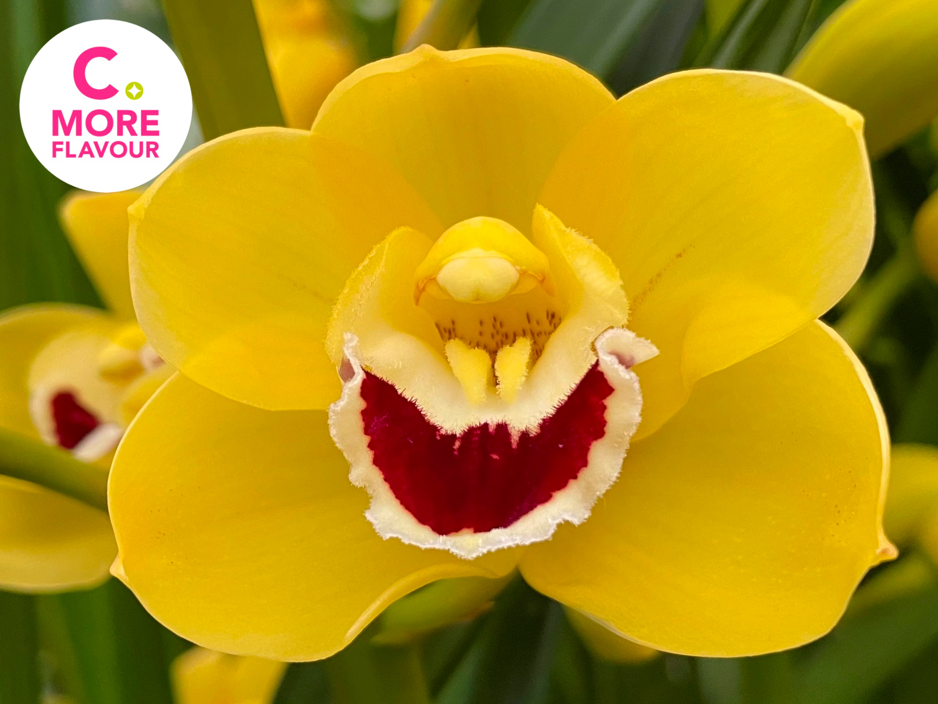 Срезанные цветы оптом Minicymbidium yellow blommenfees golden boy от 5шт из Голландии с доставкой по России