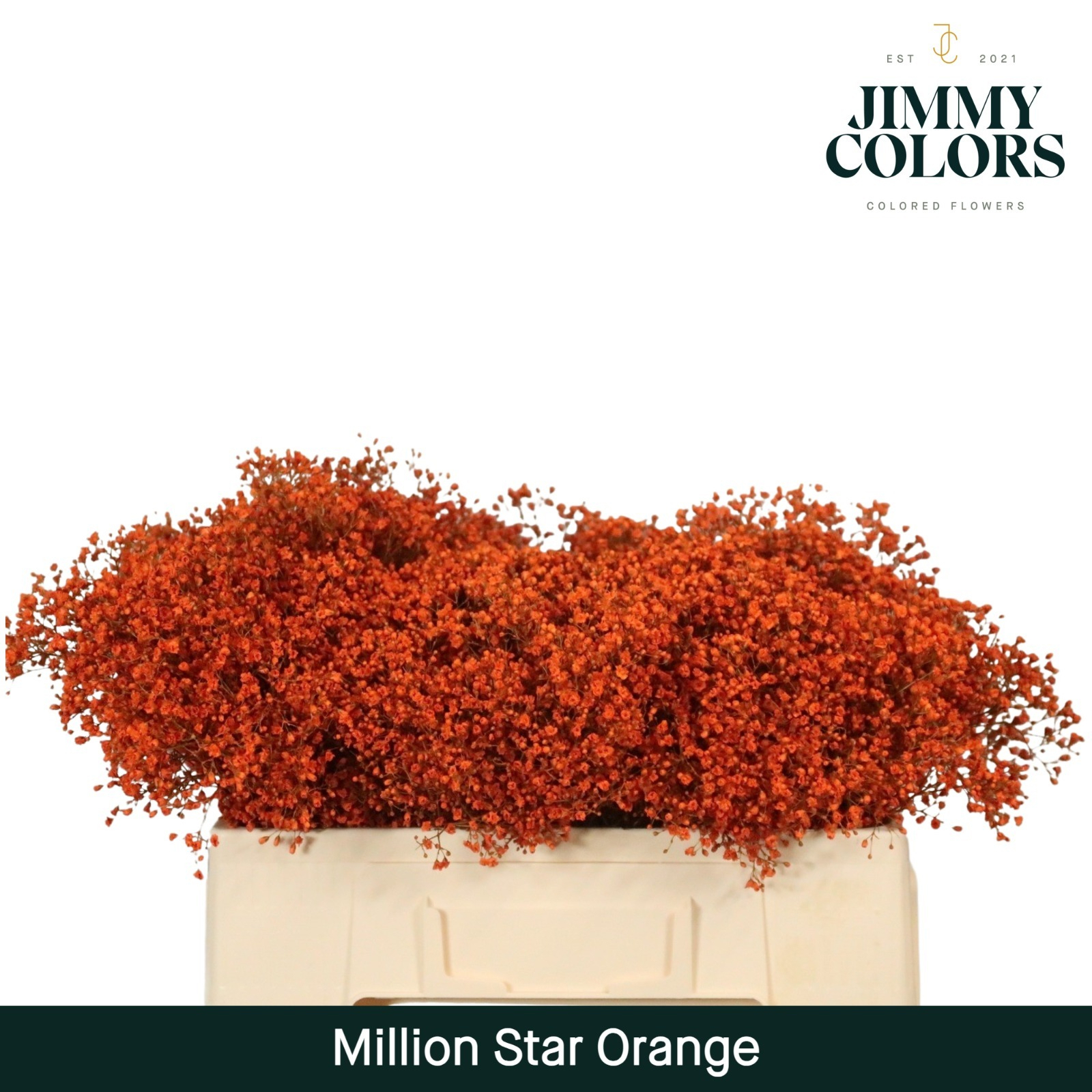 Срезанные цветы оптом Gyps fine paint orange от 100шт из Голландии с доставкой по России