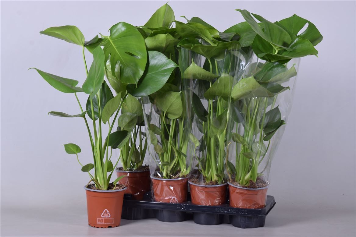 Горшечные цветы и растения оптом Monstera Deliciosa от 8шт из Голландии с доставкой по России