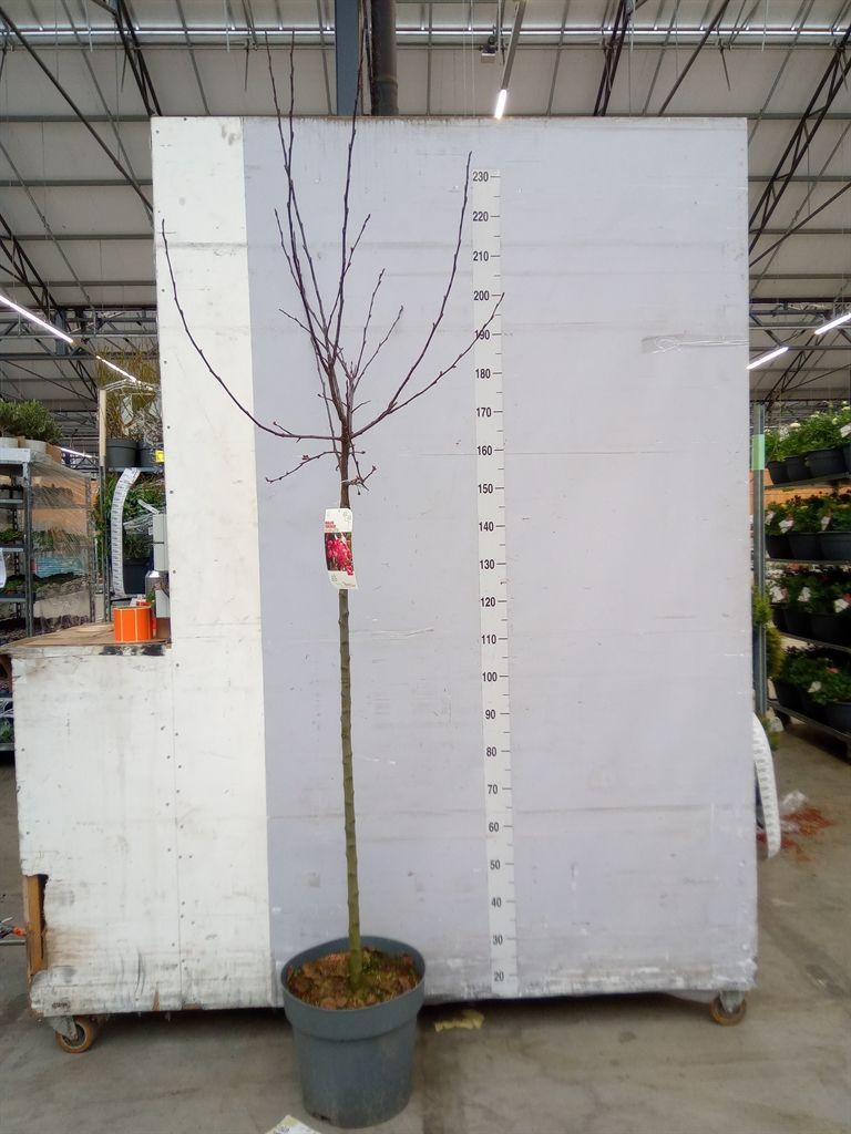 Горшечные цветы и растения оптом Malus Toringo от 1шт из Голландии с доставкой по России