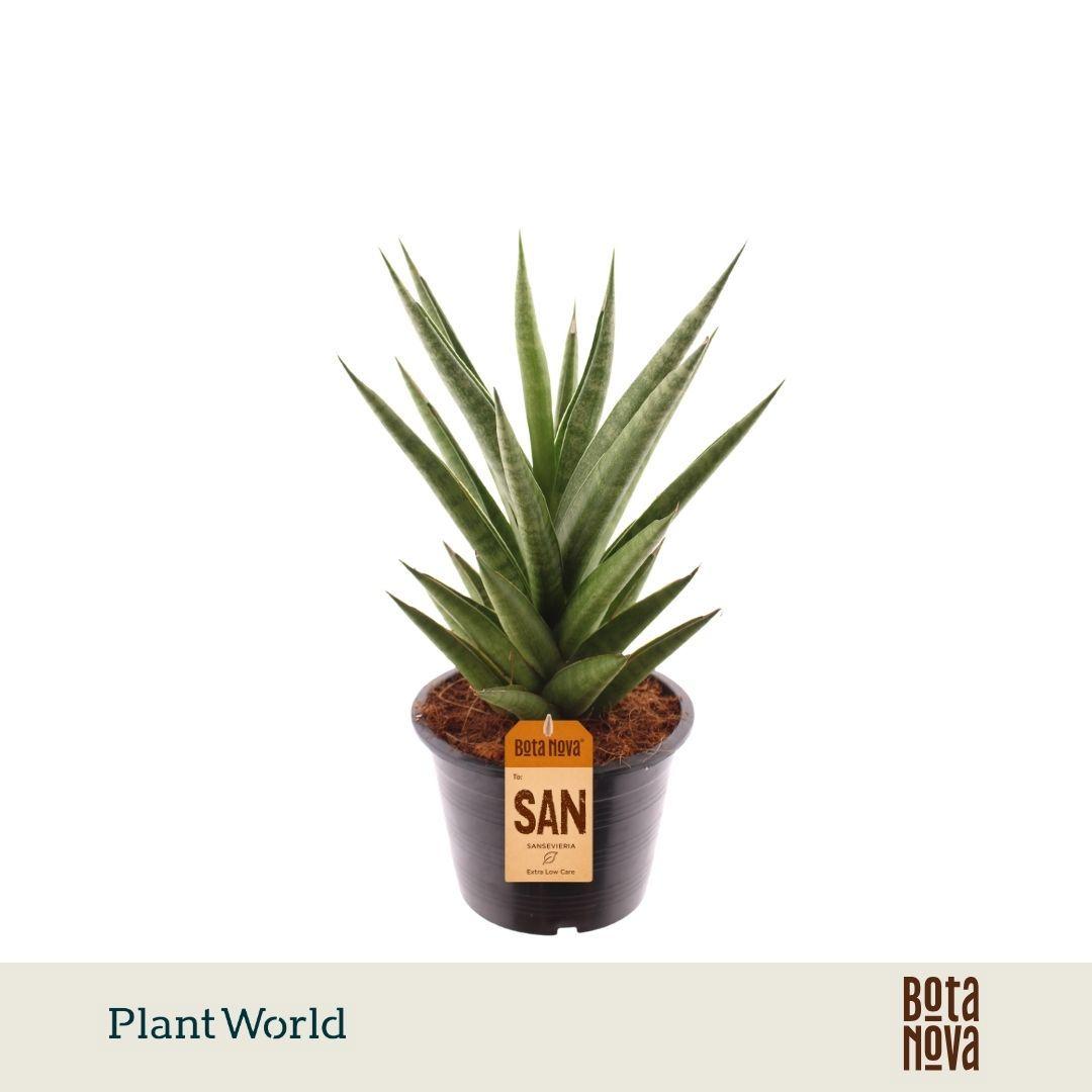 Горшечные цветы и растения оптом Sansevieria Starshooter от 7шт из Голландии с доставкой по России