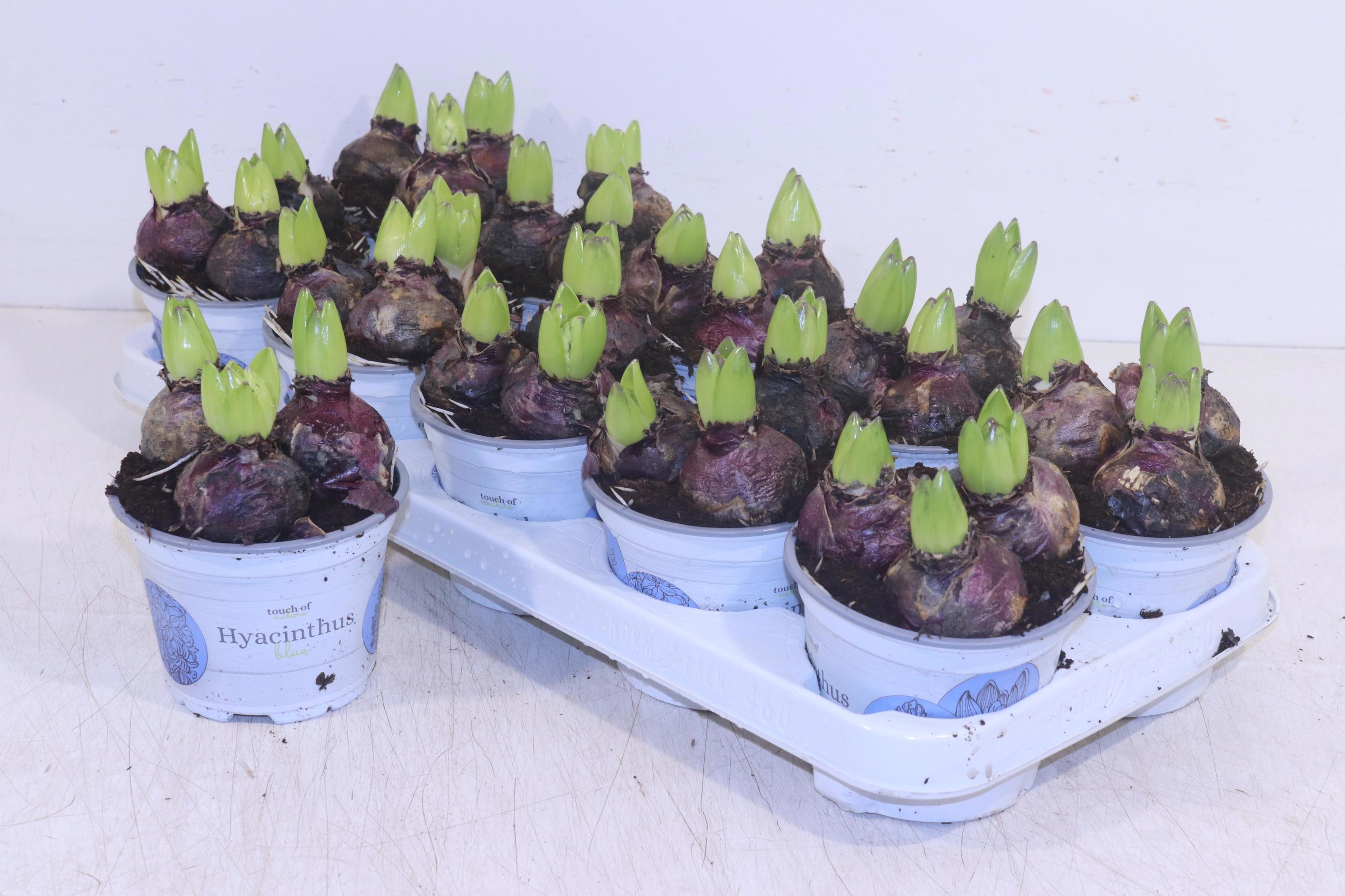 Горшечные цветы и растения оптом Hyacin Delft Blue от 10шт из Голландии с доставкой по России