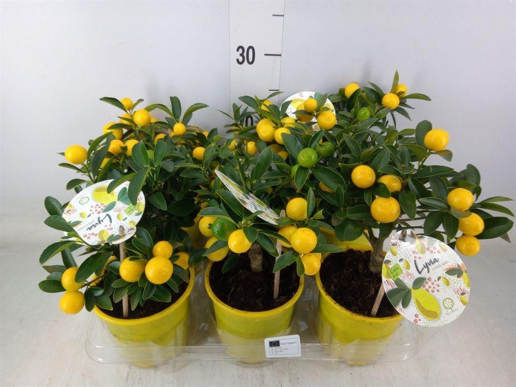 Горшечные цветы и растения оптом Fortunella Margarita от 4шт из Голландии с доставкой по России