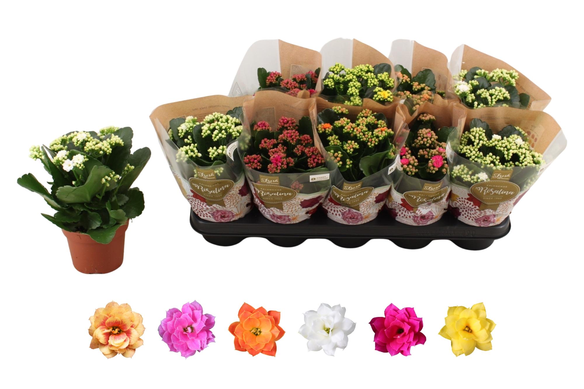 Горшечные цветы и растения оптом Kal Ge Ro Gem 6 Kl от 10шт из Голландии с доставкой по России