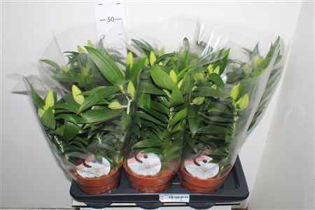 Горшечные цветы и растения оптом Lil Or Oxygen 3pp от 6шт из Голландии с доставкой по России