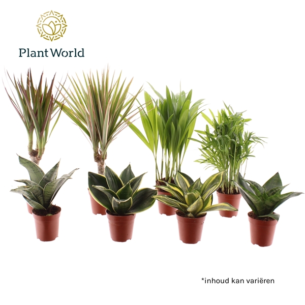 Горшечные цветы и растения оптом Tiny Happy Family Luxe Mix 6-7srt  (decorum) от 20шт (для телеги) из Голландии с доставкой по России