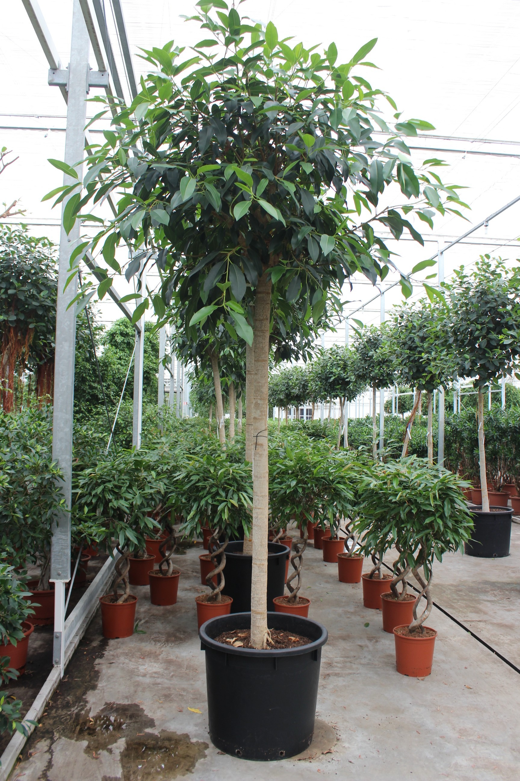 Горшечные цветы и растения оптом Ficus Bellingeri On Stem от 1шт из Голландии с доставкой по России