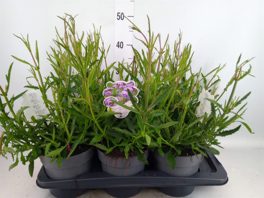 Горшечные цветы и растения оптом Verbena Bonariensis от 6шт из Голландии с доставкой по России