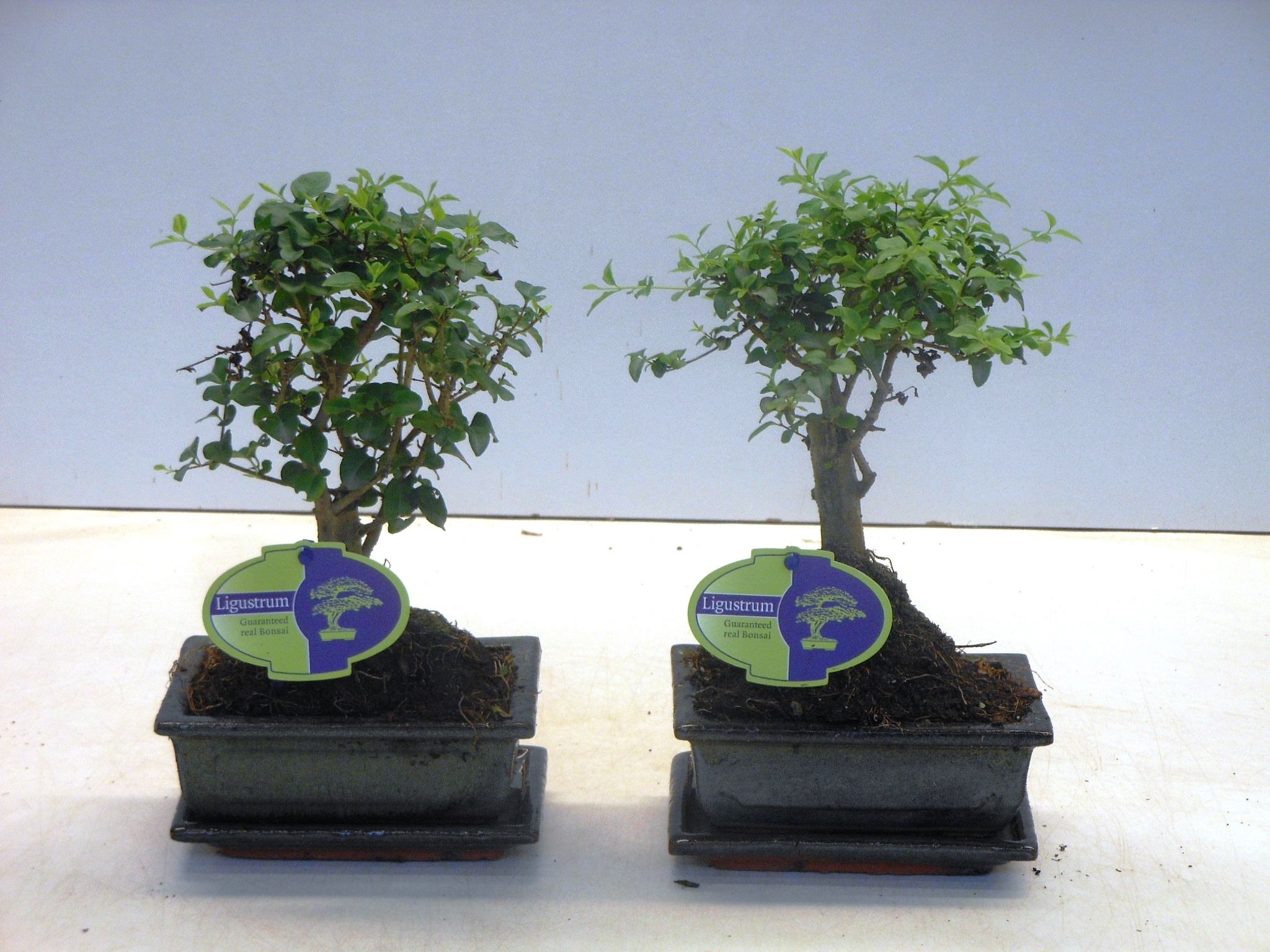 Горшечные цветы и растения оптом Bonsai Ligustrum Sinensis, With Drip от 10шт из Голландии с доставкой по России