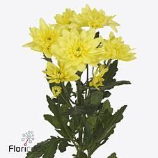 Срезанные цветы оптом Chrys sp pina colada yellow от 20шт из Голландии с доставкой по России