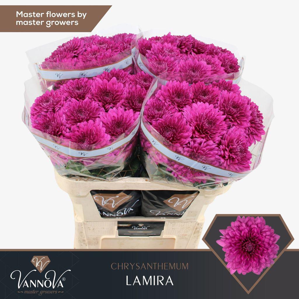 Срезанные цветы оптом Chrys bl lamira от 40шт из Голландии с доставкой по России