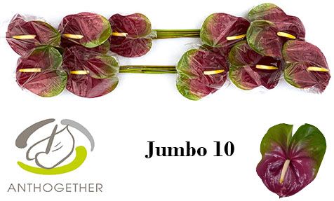 Срезанные цветы оптом Anthurium jumbo от 6шт. из Голландии с доставкой по России