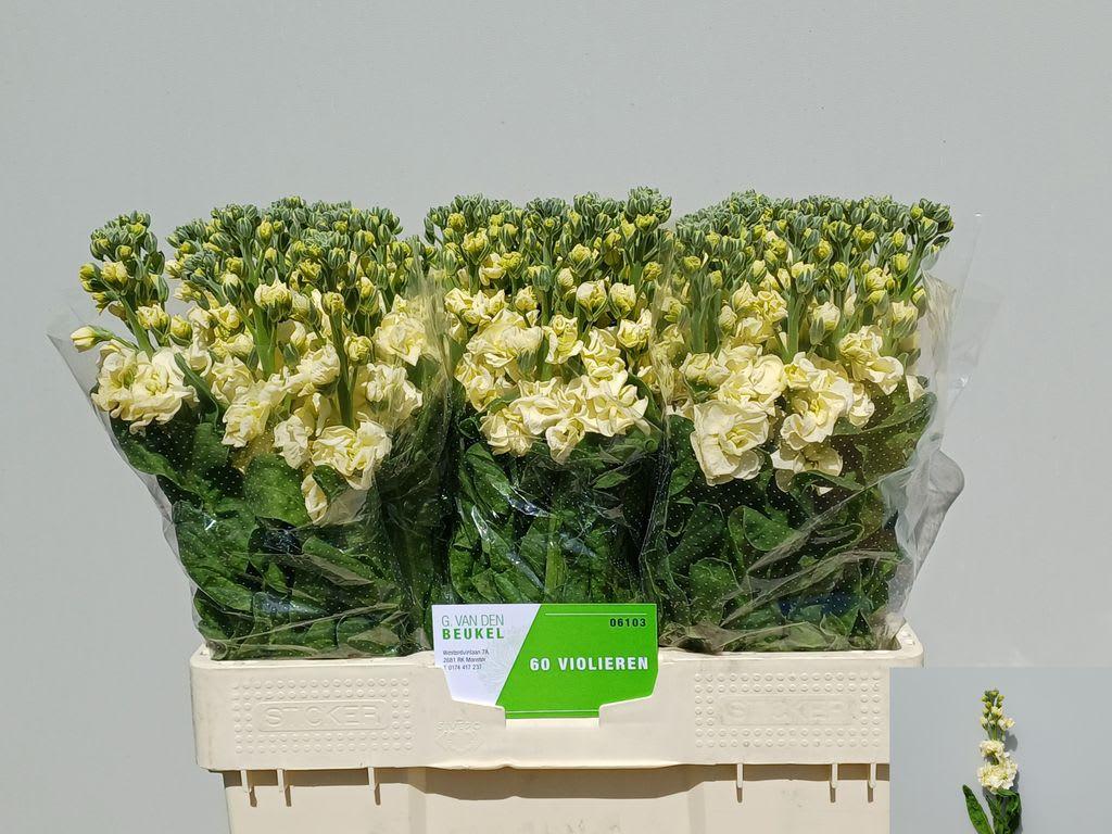 Срезанные цветы оптом Matthiola cream от 60шт из Голландии с доставкой по России