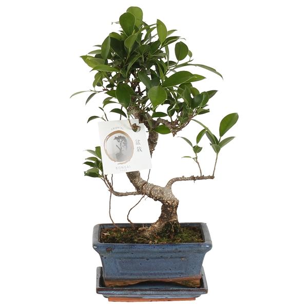 Горшечные цветы и растения оптом Bonsai Ficus Retusa S-shape With Saucer от 10шт из Голландии с доставкой по России