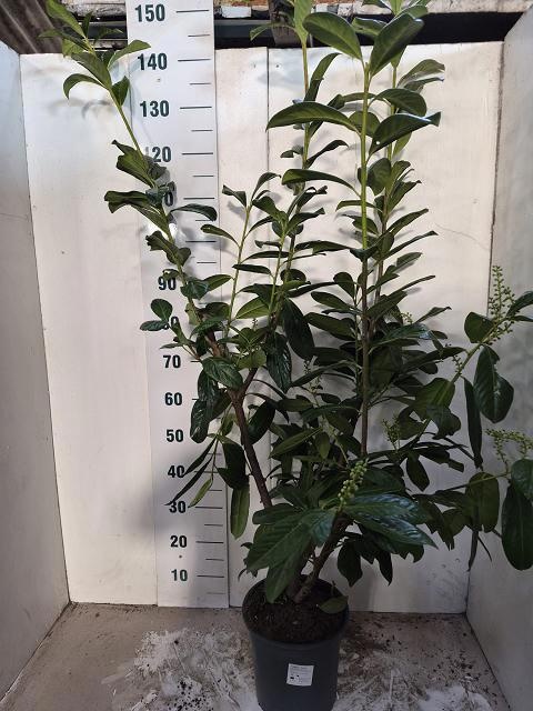 Горшечные цветы и растения оптом Prun La Novita от 1шт из Голландии с доставкой по России