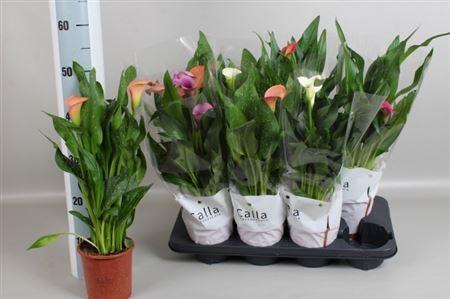 Горшечные цветы и растения оптом Zant Gem 4 Kl 3-4+ * Spring Deal * от 8шт из Голландии с доставкой по России