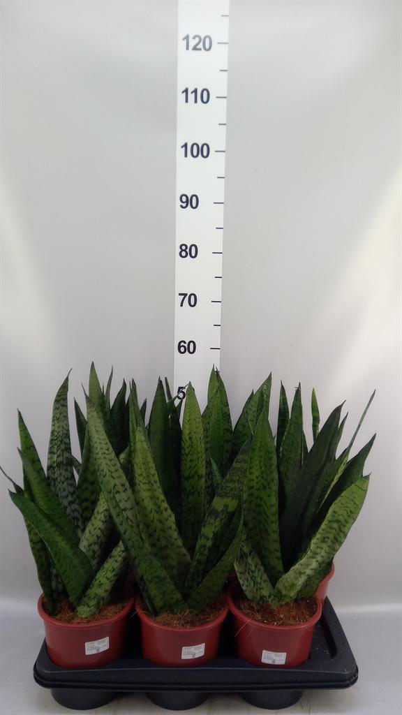 Горшечные цветы и растения оптом Sansevieria Zeylanica от 6шт из Голландии с доставкой по России