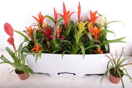 Горшечные цветы и растения оптом Bromelia Gem 15 Srt от 18шт (для телеги) из Голландии с доставкой по России
