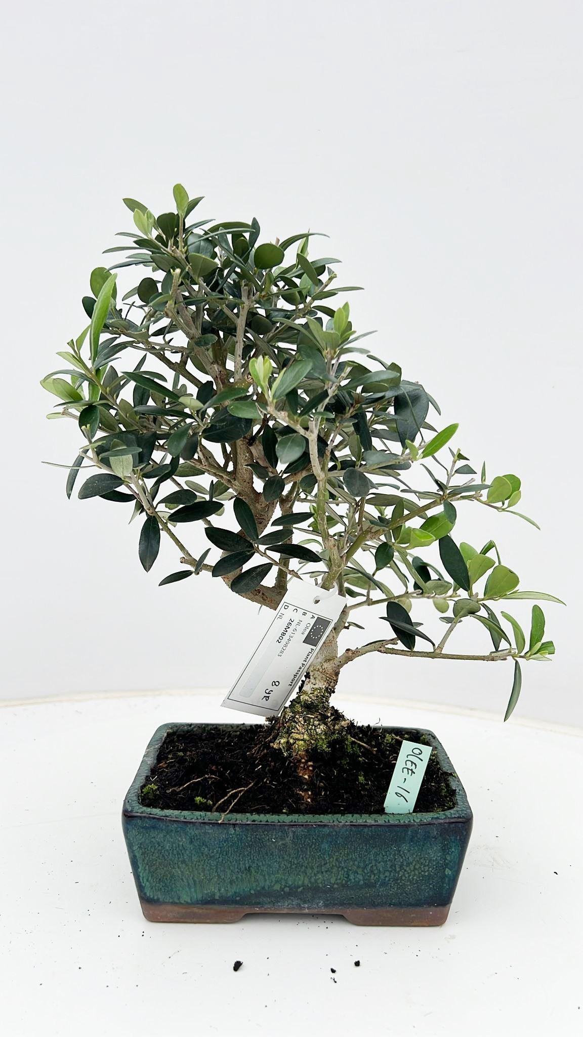 Горшечные цветы и растения оптом Olea Europaea, Pot 16cm., Height 35cm. от 6шт из Голландии с доставкой по России
