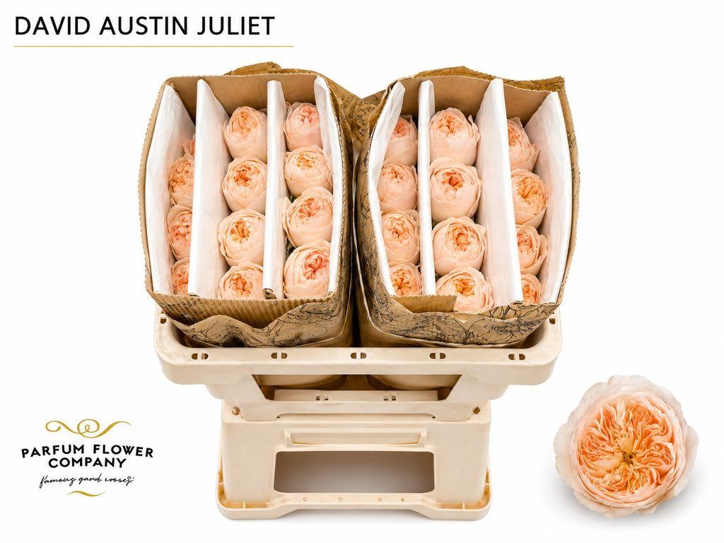 Срезанные цветы оптом Rosa garden austin juliet от 24шт из Голландии с доставкой по России