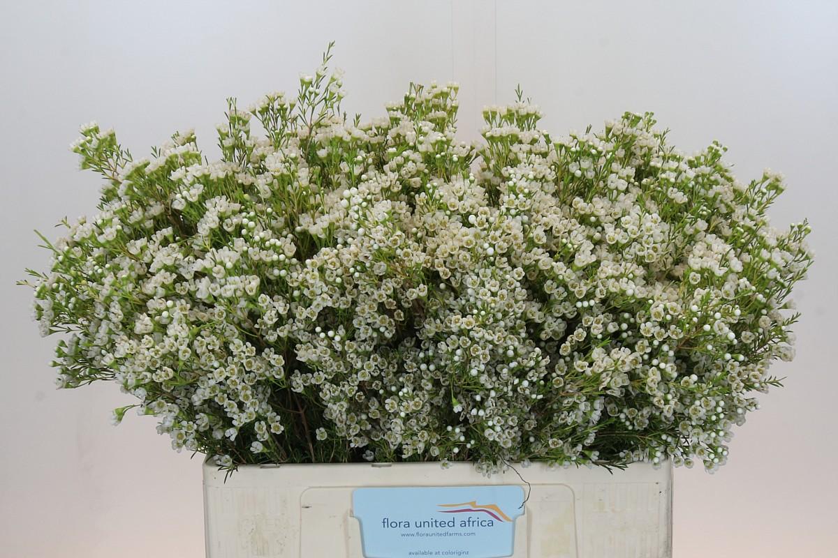 Срезанные цветы оптом Chamelaucium pearl button от 125шт из Голландии с доставкой по России